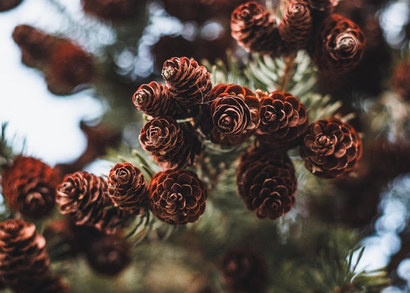 Pinecone Bird Feeders